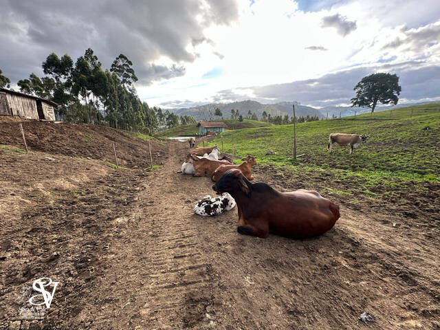 #D0330BN - Chácara para Venda em Benedito Novo - SC - 3